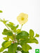 allamanda creeper - plant