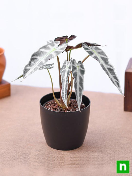 alocasia hybrid - plant