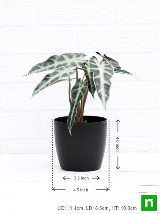 alocasia hybrid - plant