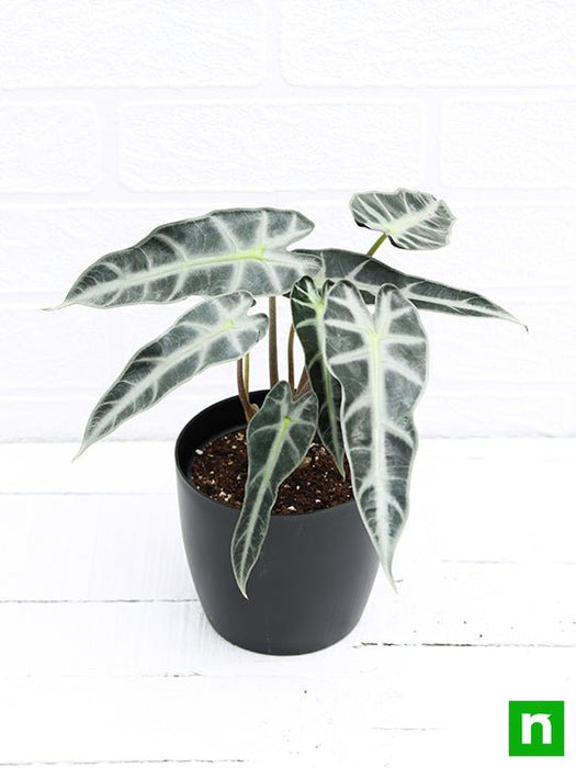 alocasia hybrid - plant