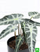 alocasia hybrid - plant