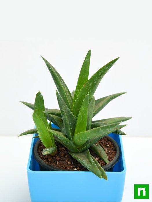 aloe barbadensis vera - plant