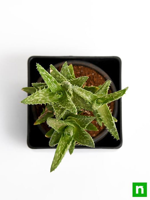 aloe juvenna - plant