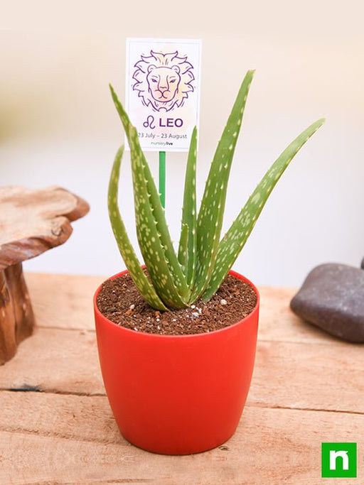 aloe vera for leo or singh rashi - plant