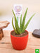 aloe vera for leo or singh rashi - plant