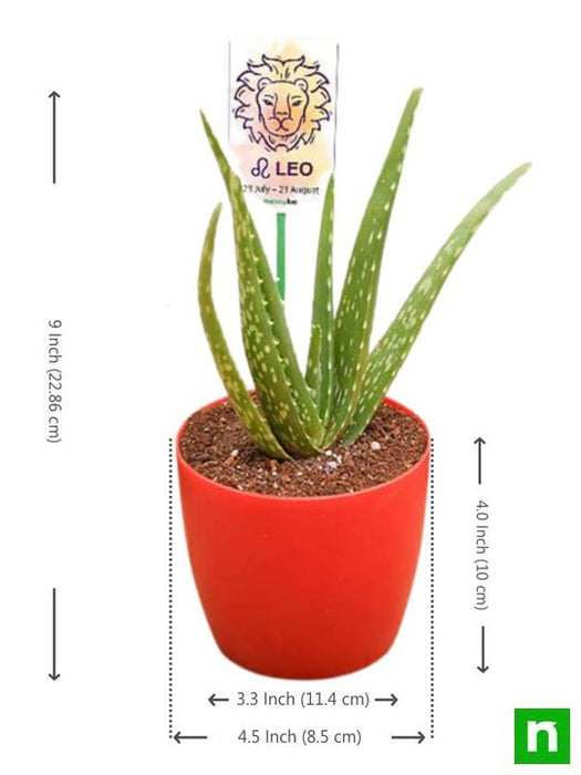 aloe vera for leo or singh rashi - plant