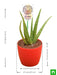 aloe vera for leo or singh rashi - plant