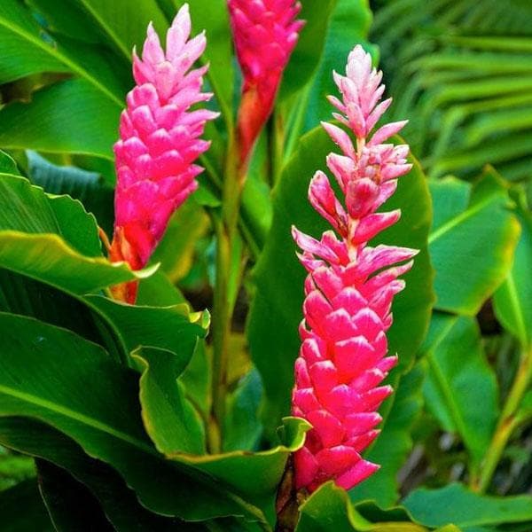 alpinia purpurata - plant