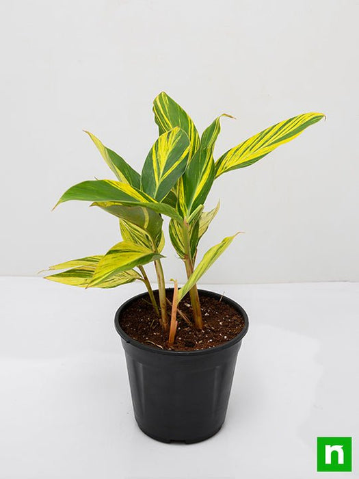 alpinia purpurata variegated - plant