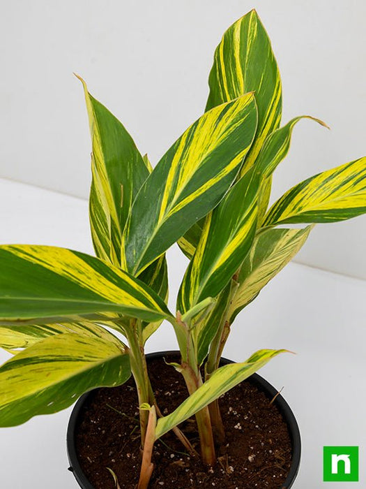 alpinia purpurata variegated - plant