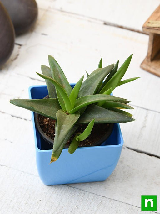 alworthia black gem - plant