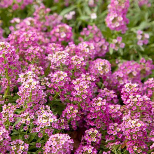 alyssum (pink) - plant