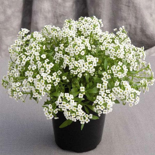 alyssum (white) - plant