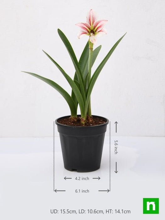 amaryllis lily double (white pink) - plant