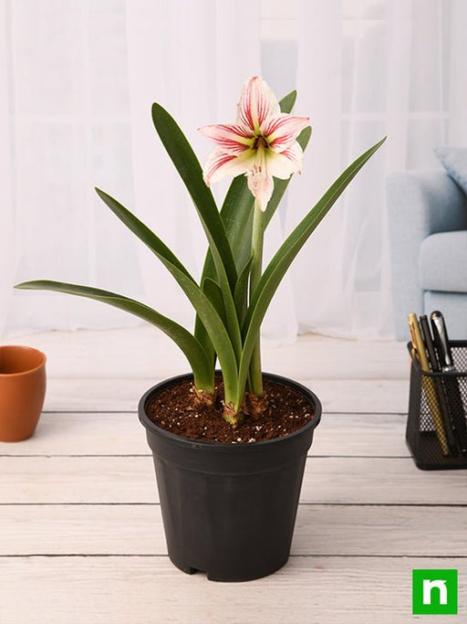 amaryllis lily double (white pink) - plant