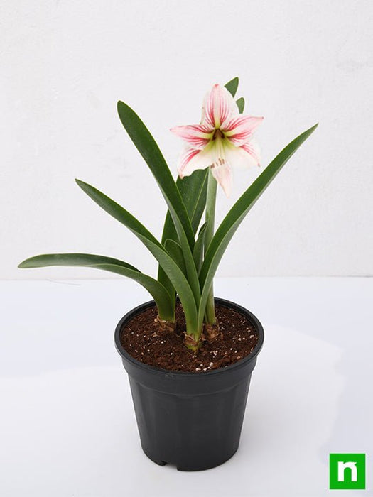 amaryllis lily double (white pink) - plant