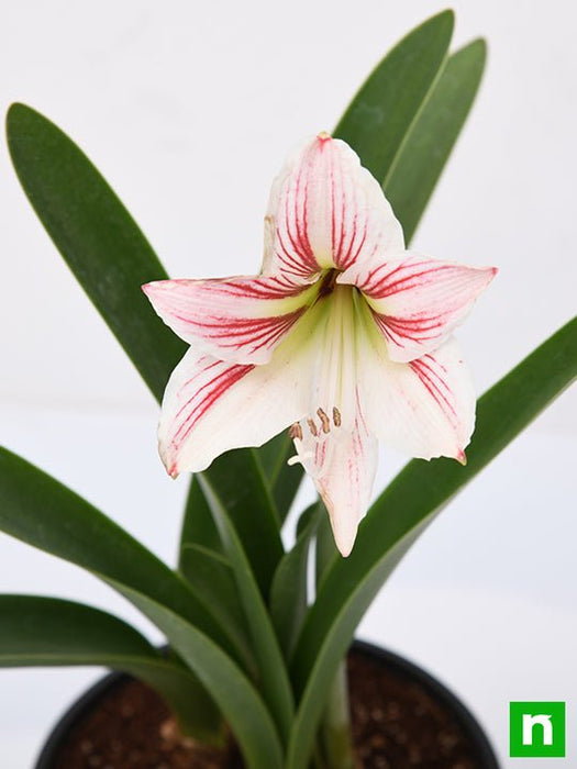 amaryllis lily double (white pink) - plant