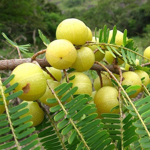 amla tree - plant