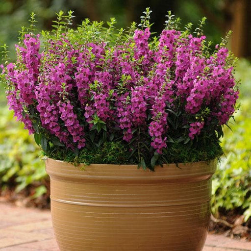 angelonia butka - plant