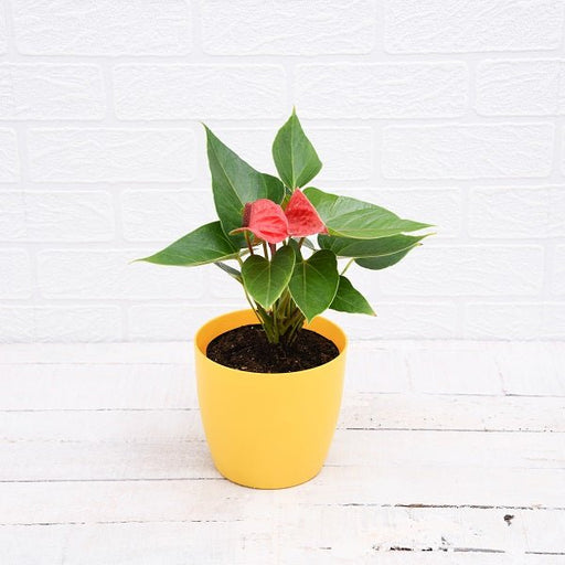 anthurium (any color) - plant