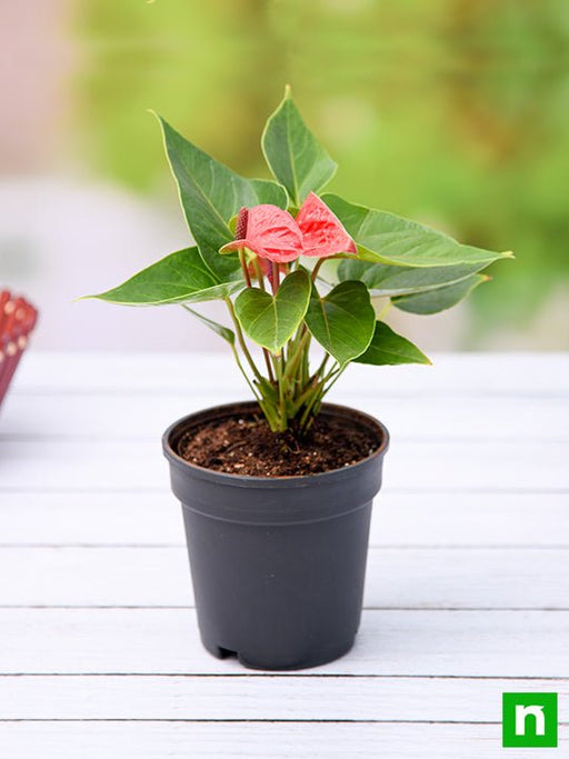 anthurium (red) - plant