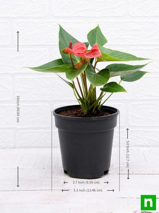 anthurium (red) - plant