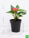 anthurium (red) - plant