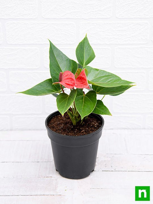 anthurium (red) - plant