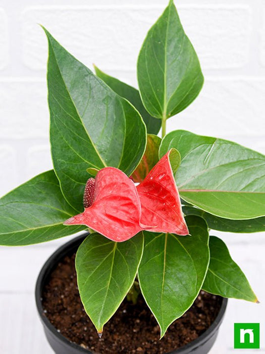 anthurium (red) - plant