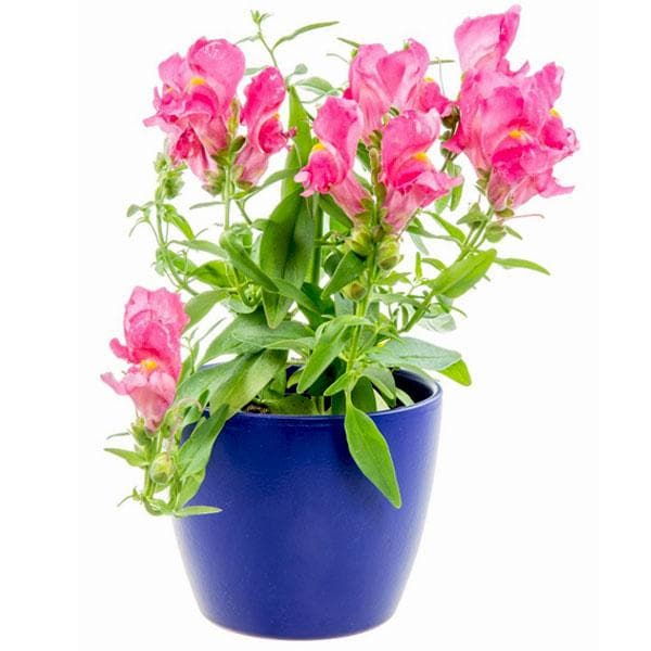 antirrhinum - plant