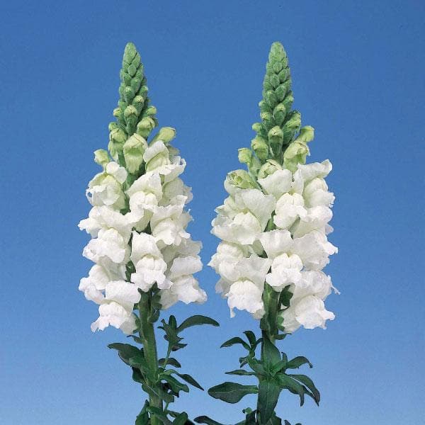 antirrhinum - plant