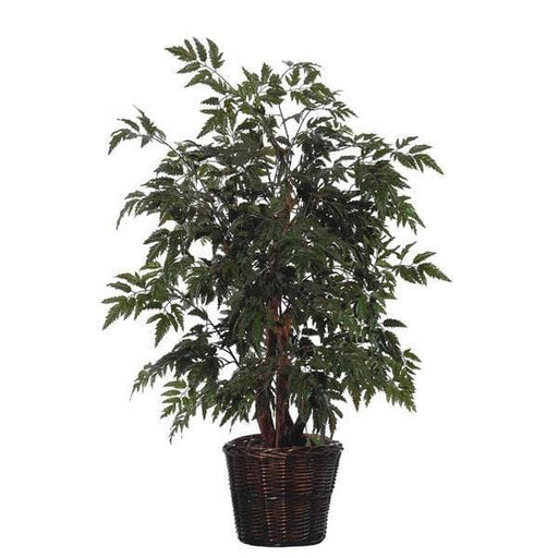 aralia black - plant