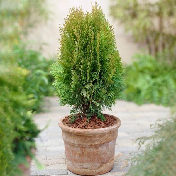 arborvitae - plant