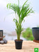 areca palm - plant