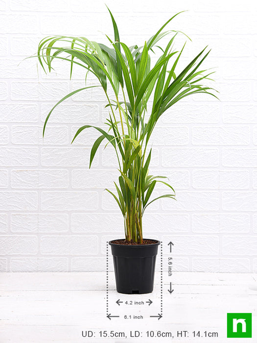 areca palm - plant