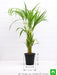 areca palm - plant