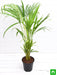 areca palm - plant