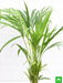 areca palm - plant