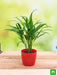 areca palm (small) - plant