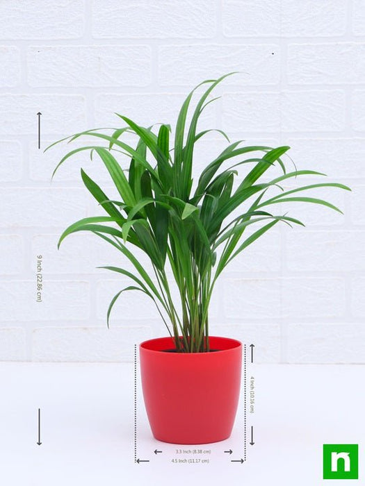 areca palm (small) - plant