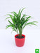 areca palm (small) - plant