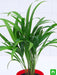 areca palm (small) - plant