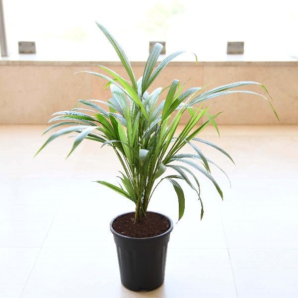 Areca Palm (Small) - Plant