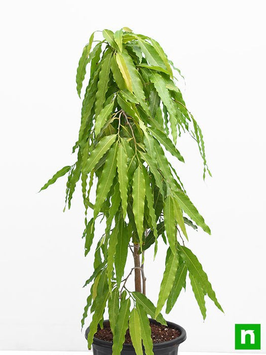 ashoka tree - plant