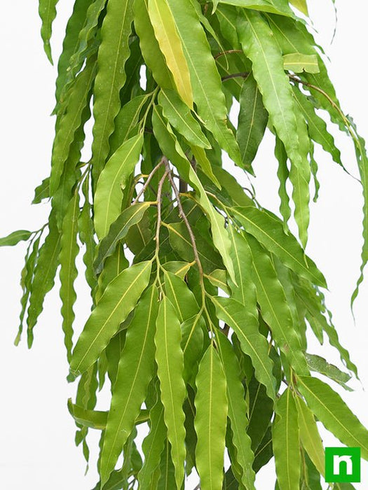 ashoka tree - plant