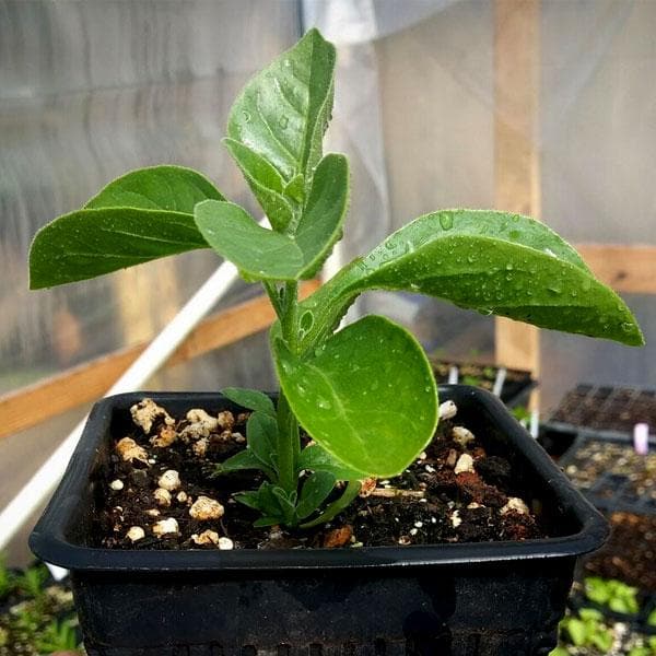 ashwagandha - plant