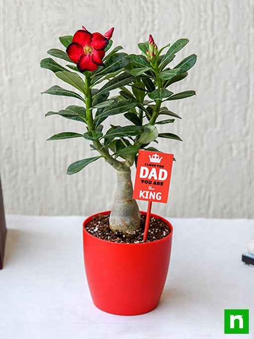 attractive adenium bonsai for amazing father 