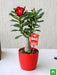 attractive adenium bonsai for amazing father 