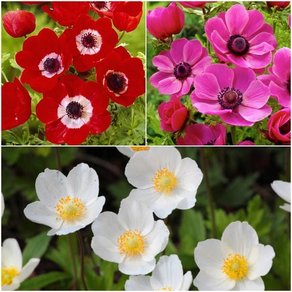 Attractive Anemones - 15 Bulbs Pack