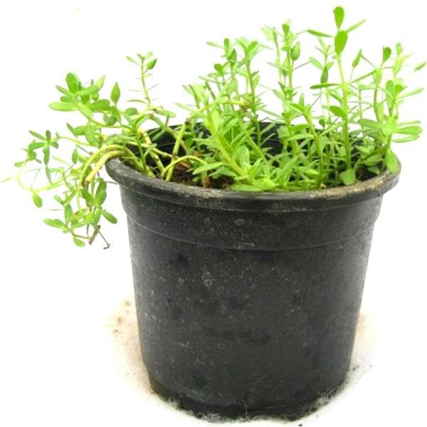 bacopa monnieri - plant